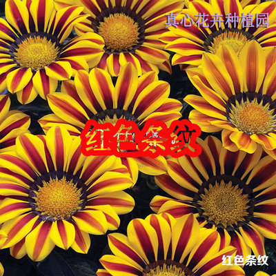 进口四季开花多年生营养钵勋章菊