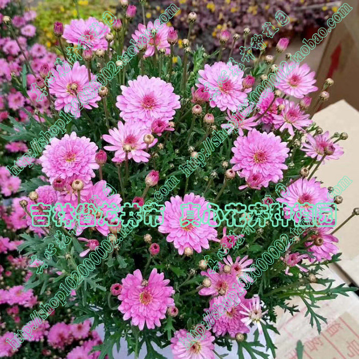 真心花卉 多年生庭院阳台 雏菊 玛格丽特苗 糖果玛 【复瓣浅粉】