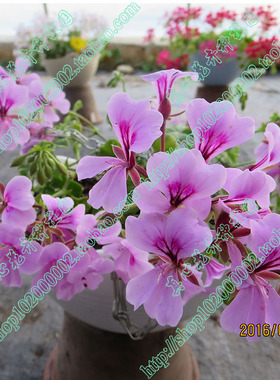 真心花卉/垂吊天竺葵苗 龙卷风系列 多色可选 丁香紫色/营养钵苗