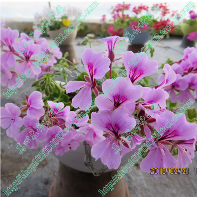 真心花卉垂吊天竺葵多色