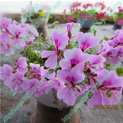 真心花卉垂吊天竺葵多色