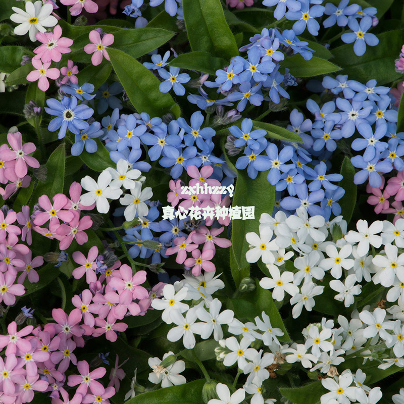 真心花卉草本庭院阳台颜色艳丽