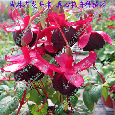 盆栽灯笼海棠重瓣倒挂金钟
