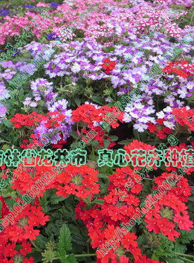 真心花卉进口盆栽多年生耐热耐寒【美女樱苗合集】多色 营养钵苗