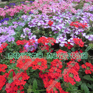 真心花卉進(jìn)口盆栽多年生耐熱耐寒 營(yíng)養(yǎng)缽苗 多色 美女櫻苗合集
