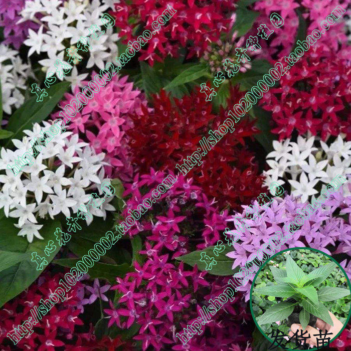 真心花卉 室内外盆栽 阳台 耐热 花期长【繁星花五星花】多年生苗