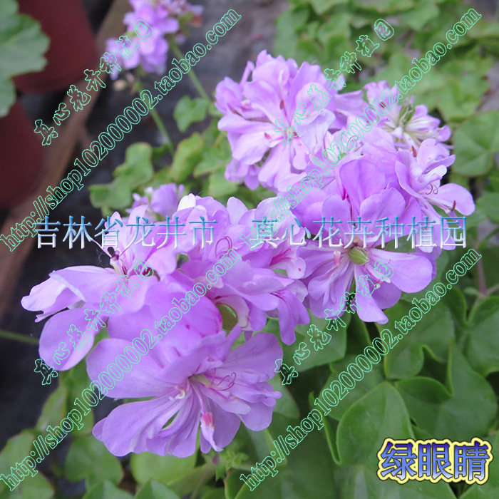 真心花卉盆栽花卉/四季开花/垂吊/天竺葵苗【绿眼睛】营养钵苗