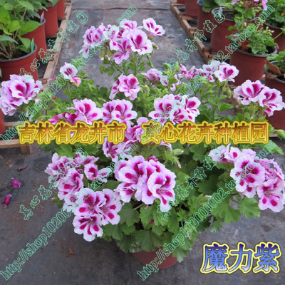 真心花卉室内盆栽四季蝴蝶