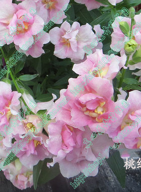 金鱼草进口品种矮生盆栽