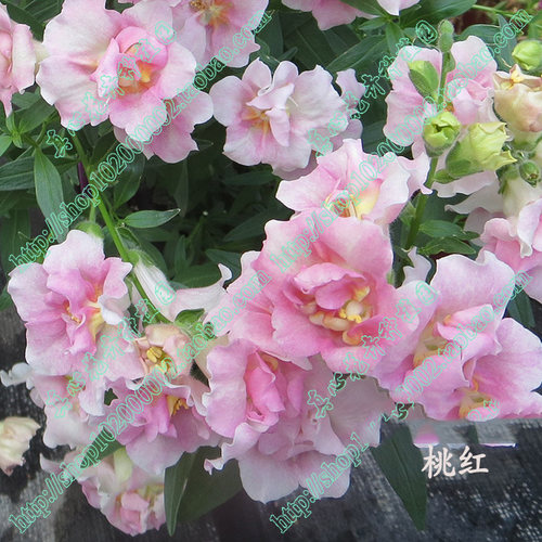 金鱼草进口品种矮生盆栽