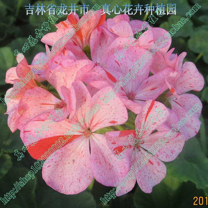 真心花卉/盆栽四季开花进口天竺葵/迪娃系列/草莓脉纹/营养钵苗