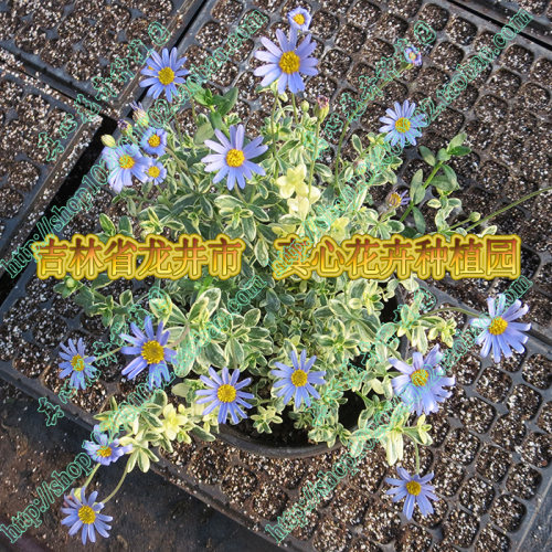 多年生玛格丽特雏菊开花机器
