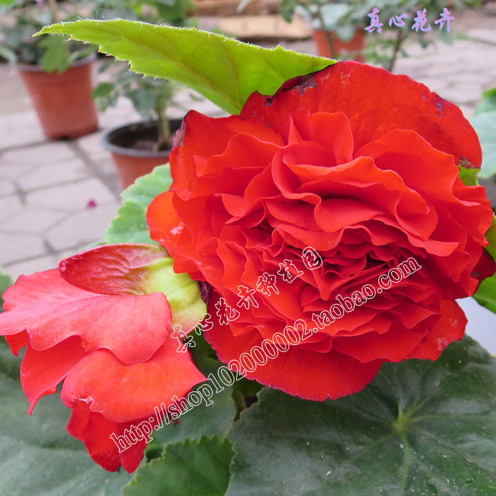 真心花卉/阳台盆栽【/随机海棠