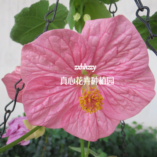 苘麻风铃木本庭院阳台花期长