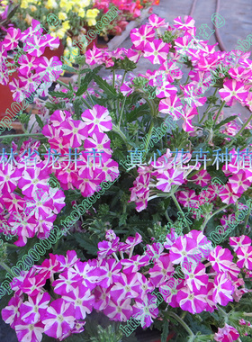 真心花卉 进口阳台庭院盆栽耐热耐寒-美女樱 苗-糖拐杖  营养钵苗