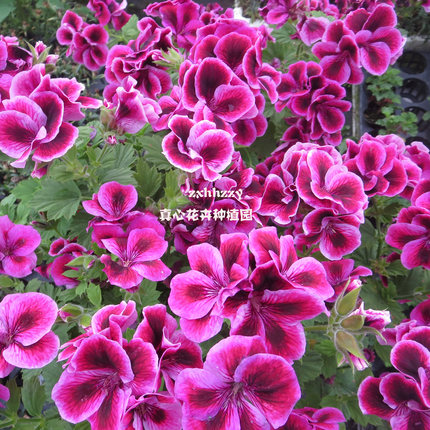 真心花卉多年生庭院阳台洋蝴蝶蝴蝶梅【大花天竺葵合集】营养钵苗