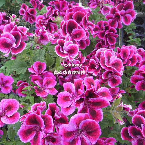 多年生营养钵大花天竺葵