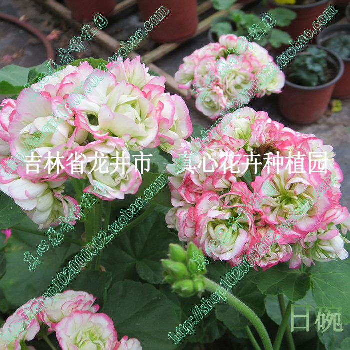 真心花卉/盆栽花卉/花期长/直立洋绣球/天竺葵苗/日碗/营养钵苗