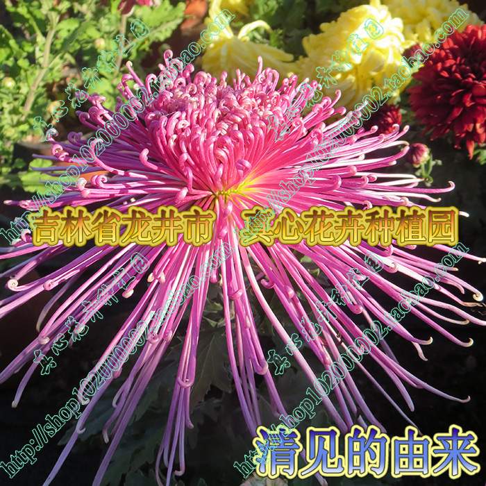 多年生宿根营养钵菊花