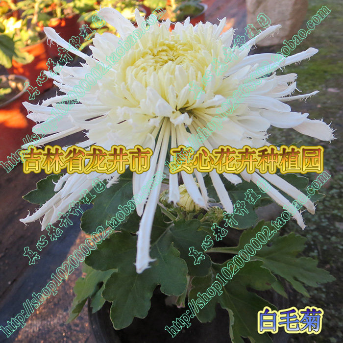 真心花卉多年生宿根盆栽大花品种菊花九月菊【白毛菊】营养钵苗