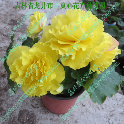 盆栽多年生进口随机球根海棠