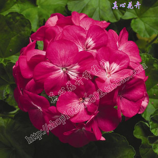 真心花卉/盆栽花卉四季开花/进口天竺葵洋绣球中子星/深玫红色苗