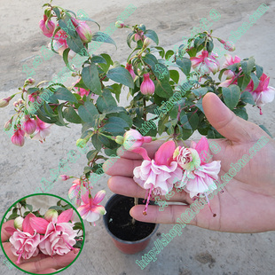 真心花卉/室内盆栽/倒挂金钟/吊钟海棠/【兰开夏郡】重瓣灯笼花苗