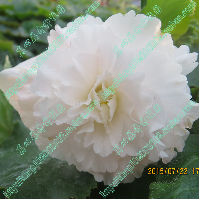 真心花卉盆栽花卉【球根海棠】海棠花/夫妻海棠/夫妻花/颜色随机在类目 鲜花速递/花卉仿真/绿植园艺, 花卉/蔬果/草坪种子（新）, 种球中 - 来自Buy2taobao.com提供专业的淘宝代购服务