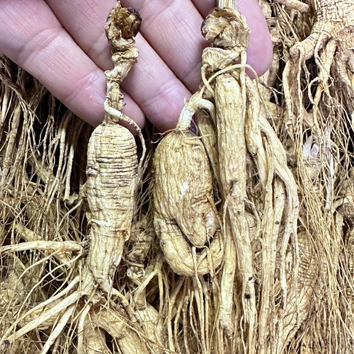 10年以上单枝移山参吉林趴货