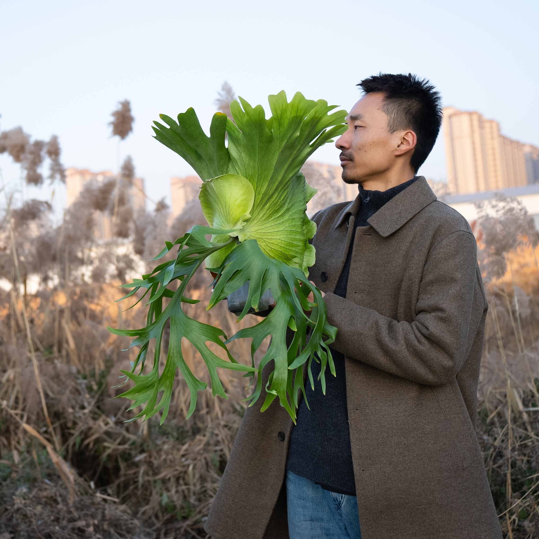 鹿丛/皇冠鹿角蕨挂板上板上墙室内软装高级垂吊大型植物