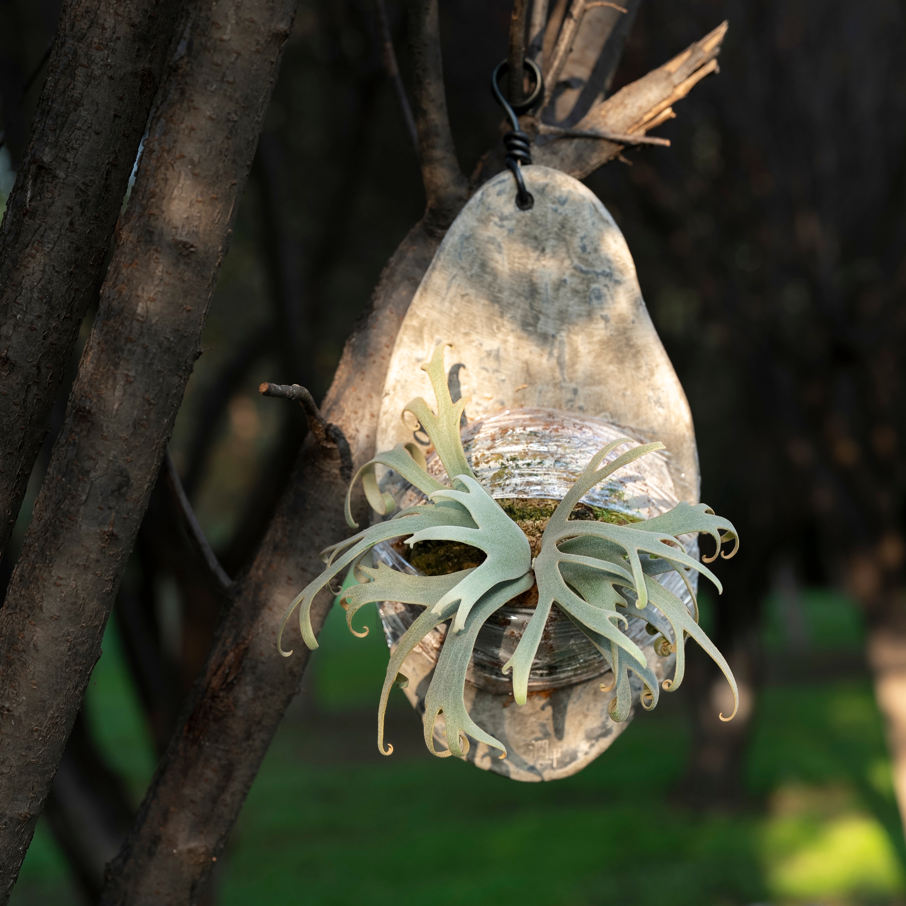 鹿丛/侏儒爪哇珍妮鹿角蕨