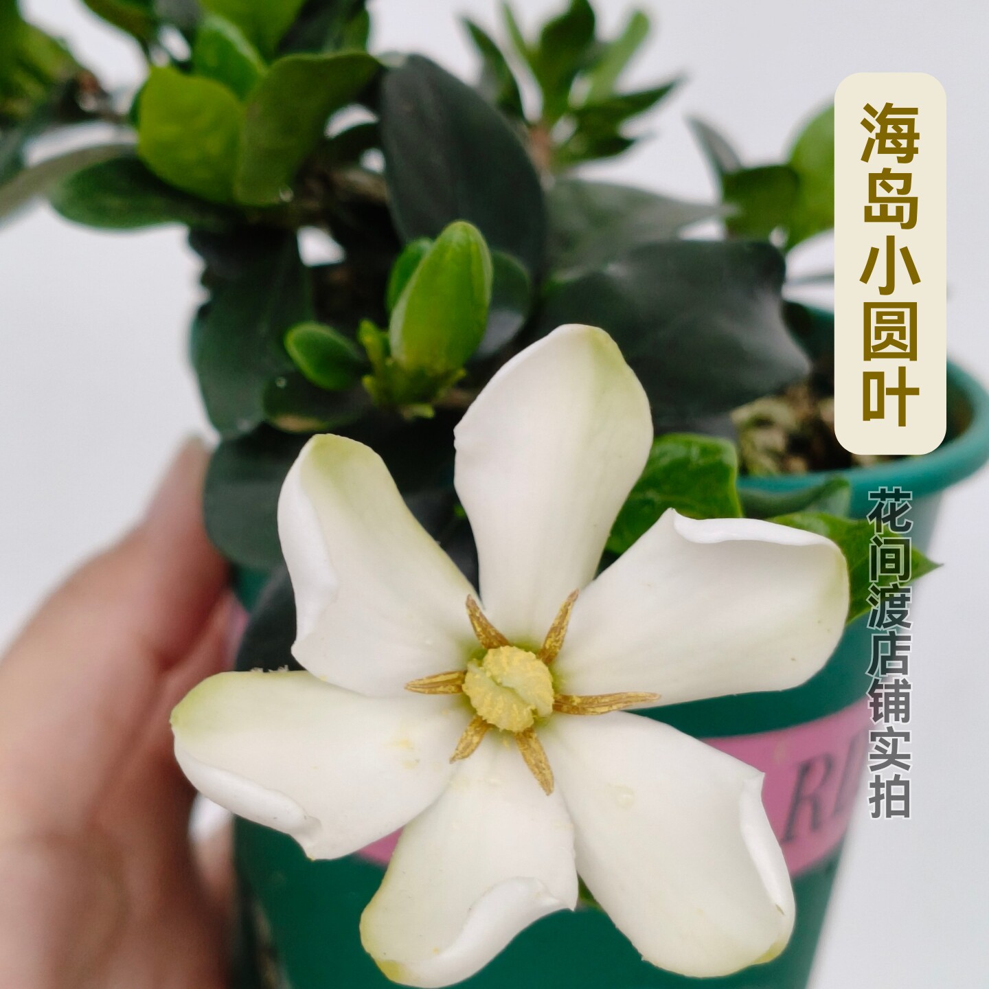 栀子花阳台勤花浓香好养易活盆栽