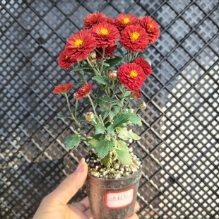 直播间一物一拍木本菊山野草栀子花米竹兰花菖蒲桌面阳台好养绿植