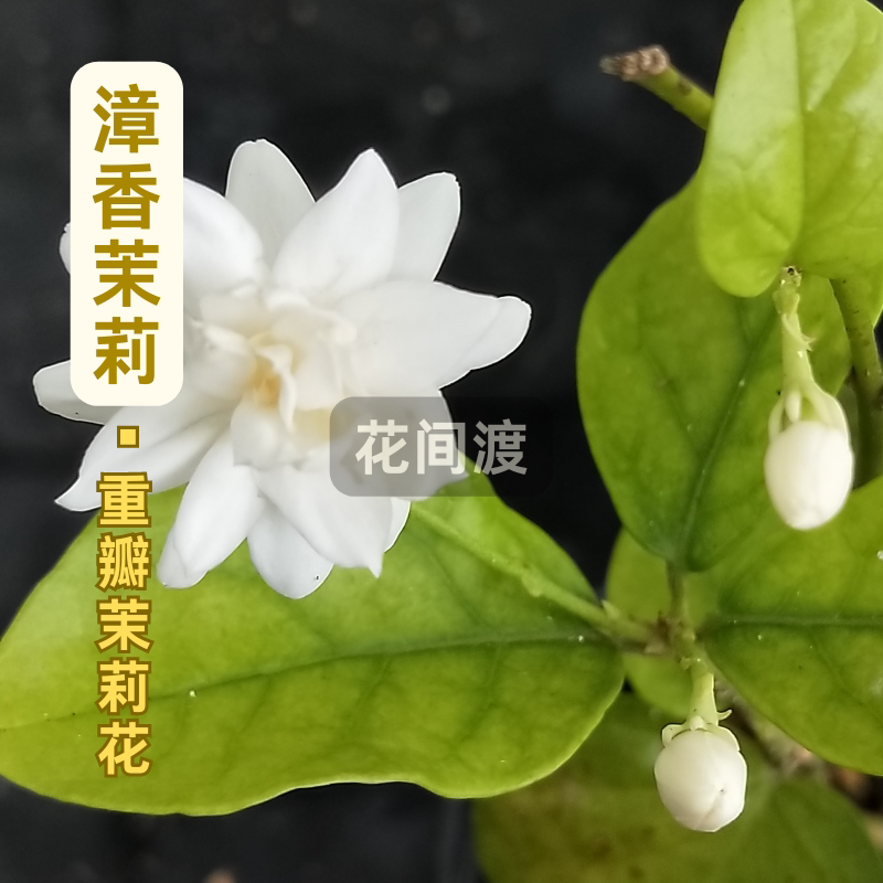 漳香茉莉台单好养活爆款阳台盆栽