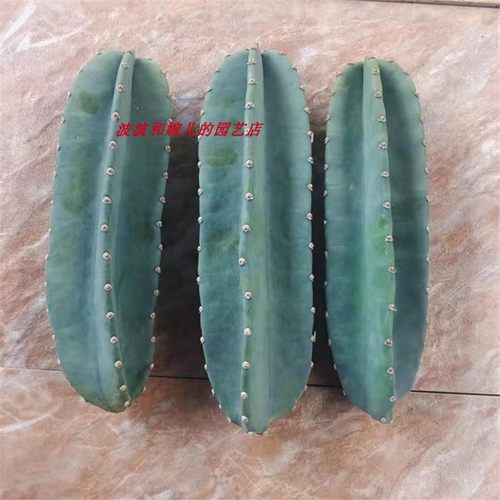 现剪无根量天尺仙人柱易养易开花