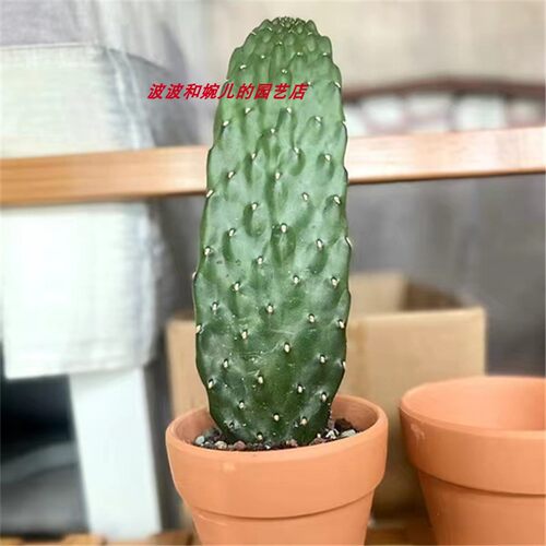 无刺易养懒人花卉耐旱仙人掌植物