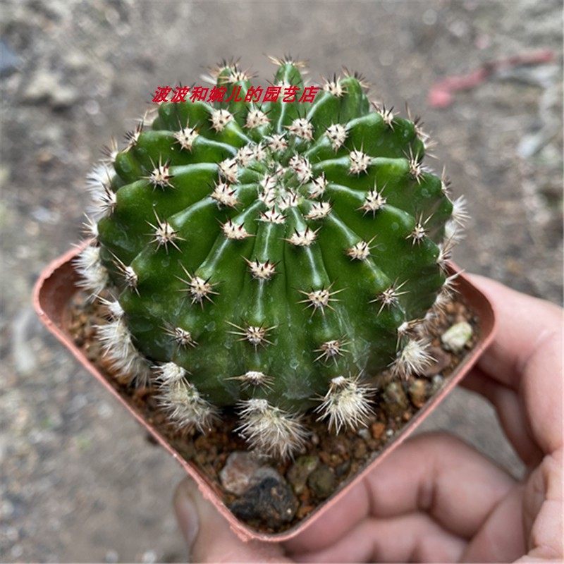 浓桃筋仙人球室内阳台窗台防辐射吸甲醛易养护开大花群花绿植盆栽