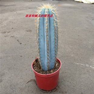 春衣蓝柱仙人掌色蓝粗状笔直易养活美观防辐射会开花室内造景盆栽