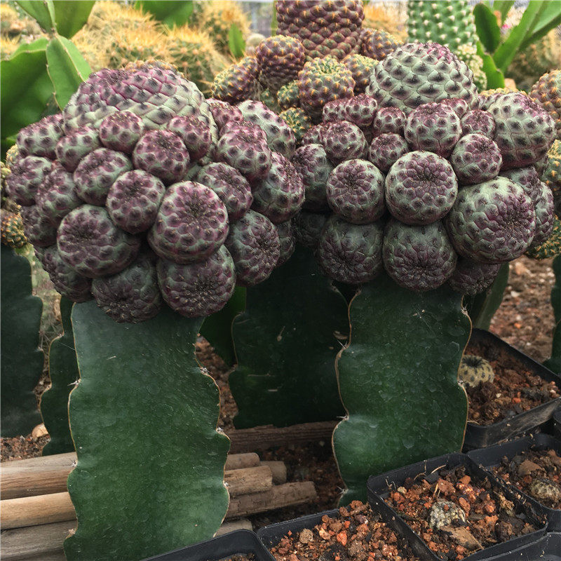 新款多肉植物红丽丸嫁接带柱多头仙人球室内吸甲醛会开花绿植盆栽