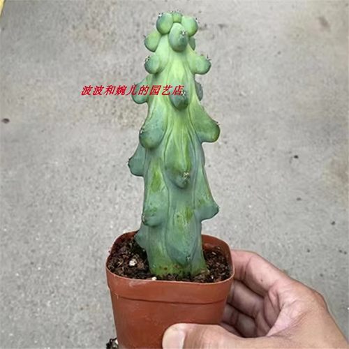 趣味桌面易养护美观福禄寿仙人掌