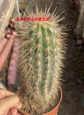 武伦柱仙人掌室内外阳台庭院防辐射易养会开花幸福柱强刺霸气盆栽