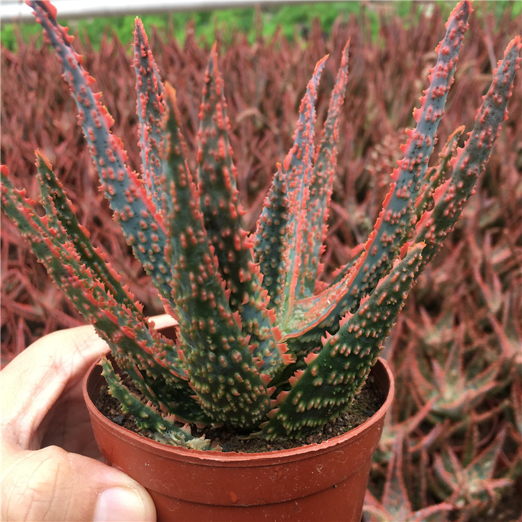 圣诞红芦荟越晒越红盆栽植物室内客厅阳台防辐射美观易养稀有绿植 鲜花速递/花卉仿真/绿植园艺 多肉植物 原图主图