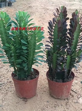 巴西龙骨仙人掌室内创意防辐射易养护趣味喜光晒耐旱美观多肉盆栽