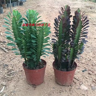 巴西龙骨仙人掌室内创意防辐射易养护趣味喜光晒耐旱美观多肉盆栽