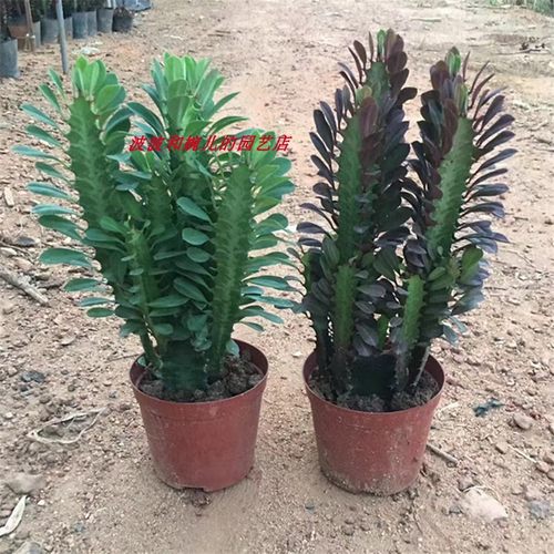 巴西龙骨仙人掌室内创意防辐射