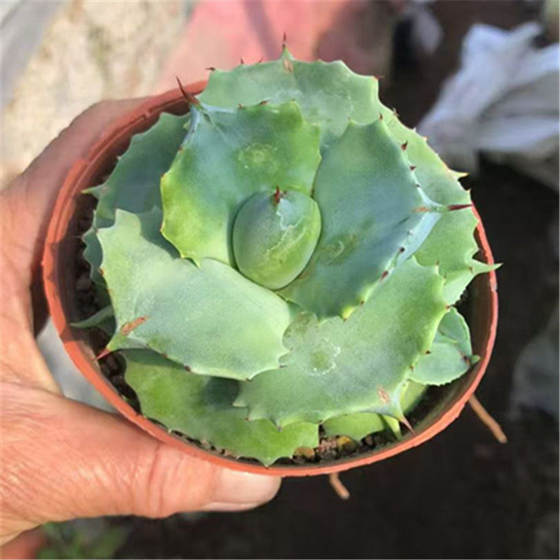多肉植物王妃雷神龙舌兰科盆栽室内桌面喜光晒耐旱易养护美观绿植