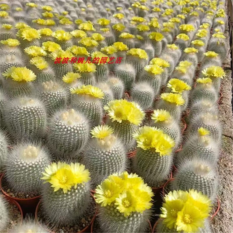 实生白小丁仙人球多肉植物