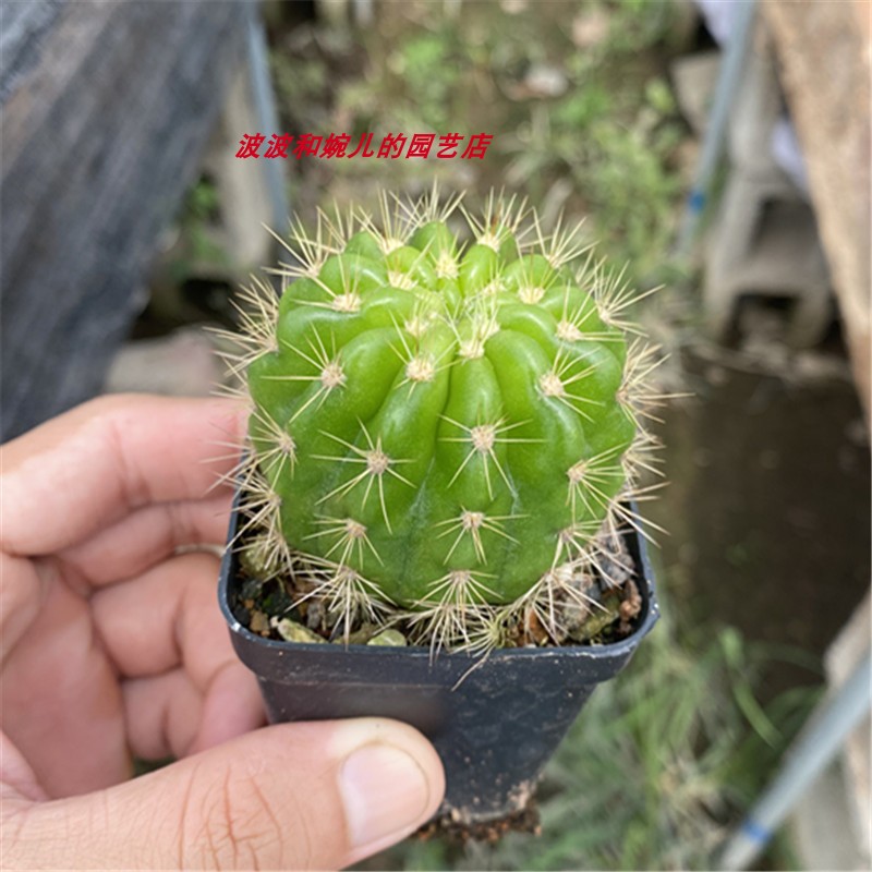新款仙人球玻璃球室内客厅阳台翠绿色颜色鲜艳易养护美观绿植盆栽