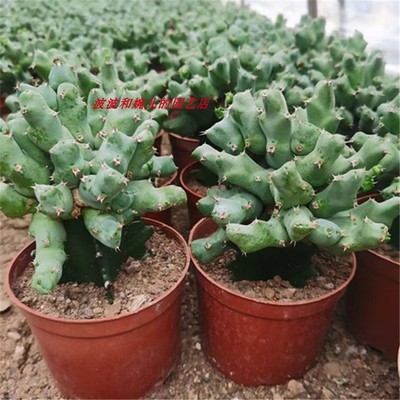 丘栖大戟盆栽室内开黄花多肉植物