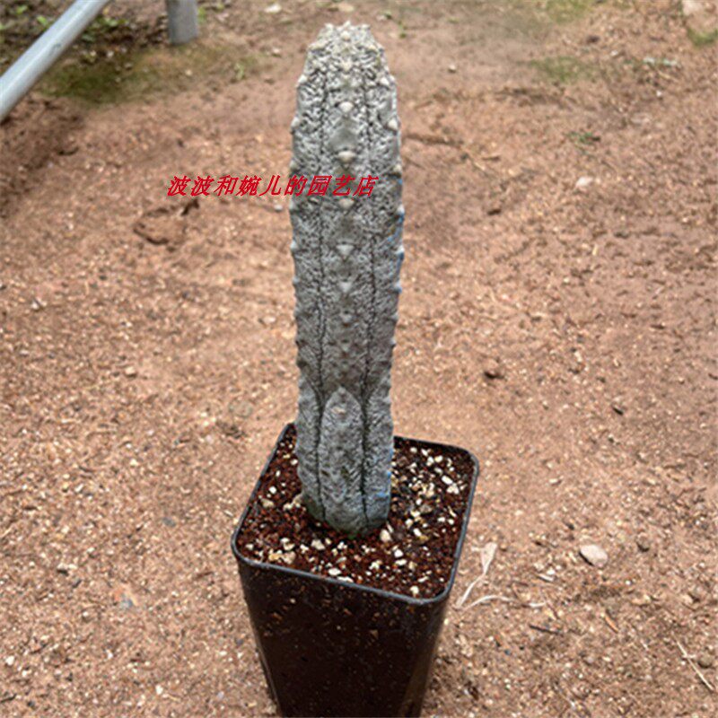 灰亚狄麒麟水泥柱北欧风大戟科多肉植物室内柱形美观易养沙生盆栽